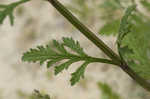 Texas vervain